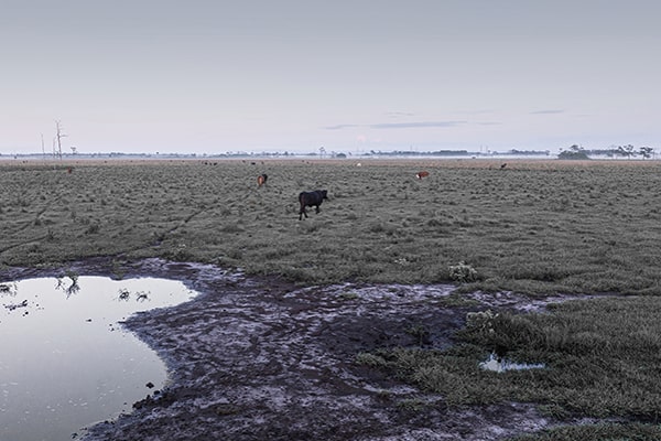 martin county cow pasture